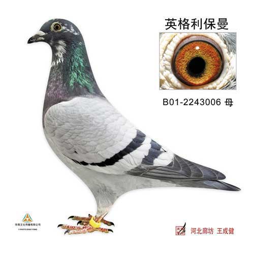 英格利保曼
